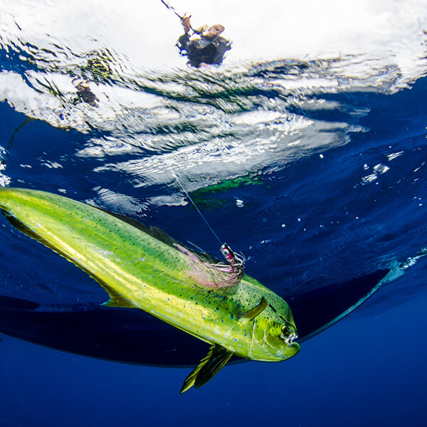 Deep sea fishing with Bey Bodo