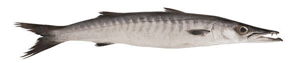 side view of a barracuda