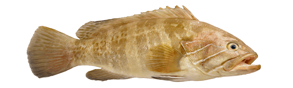 side view of a grouper