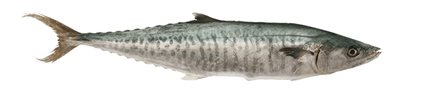 side photo of a king mackerel